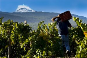 Etna vin